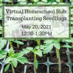 Virtual Homeschool Hub: Transplanting Seedlings