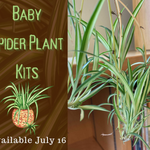 Baby Spider Plant Kit
