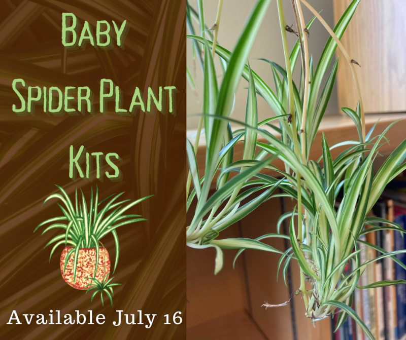 Baby Spider Plant Kit