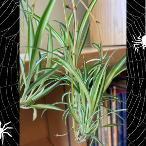 Baby Spider Plant Kits