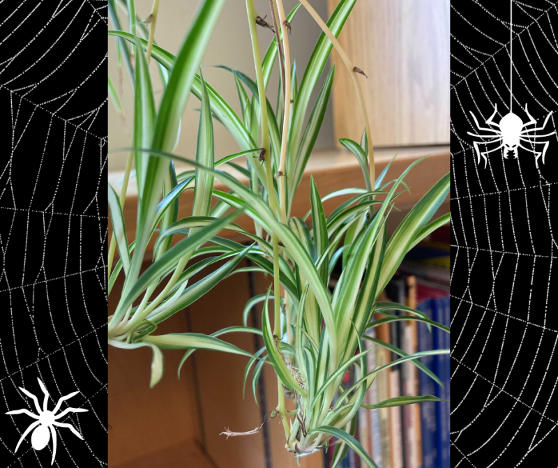 Baby Spider Plant Kits