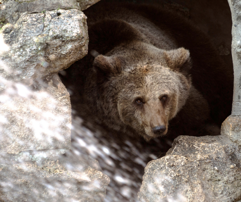 Stories to bring out your inner bear!