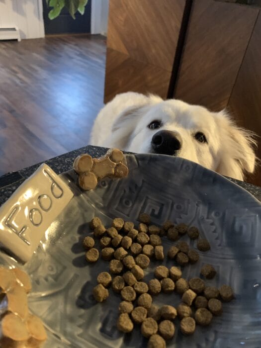 For the Love of Pets Valentine Pet Bowls Waterville Creates