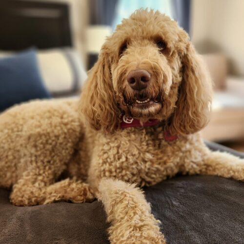 Meet Sadie, a volunteer therapy dog from Love on a Leash!