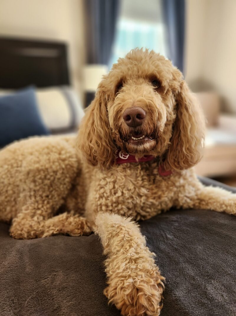 Meet Sadie, a volunteer therapy dog from Love on a Leash!